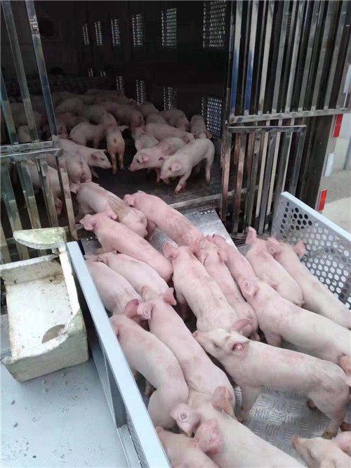 東風(fēng)天錦雛禽運(yùn)輸車 東風(fēng)天錦雛禽運(yùn)輸車