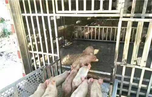 東風(fēng)多利卡D9雛禽運(yùn)輸車圖片 東風(fēng)多利卡D9雛禽運(yùn)輸車圖片